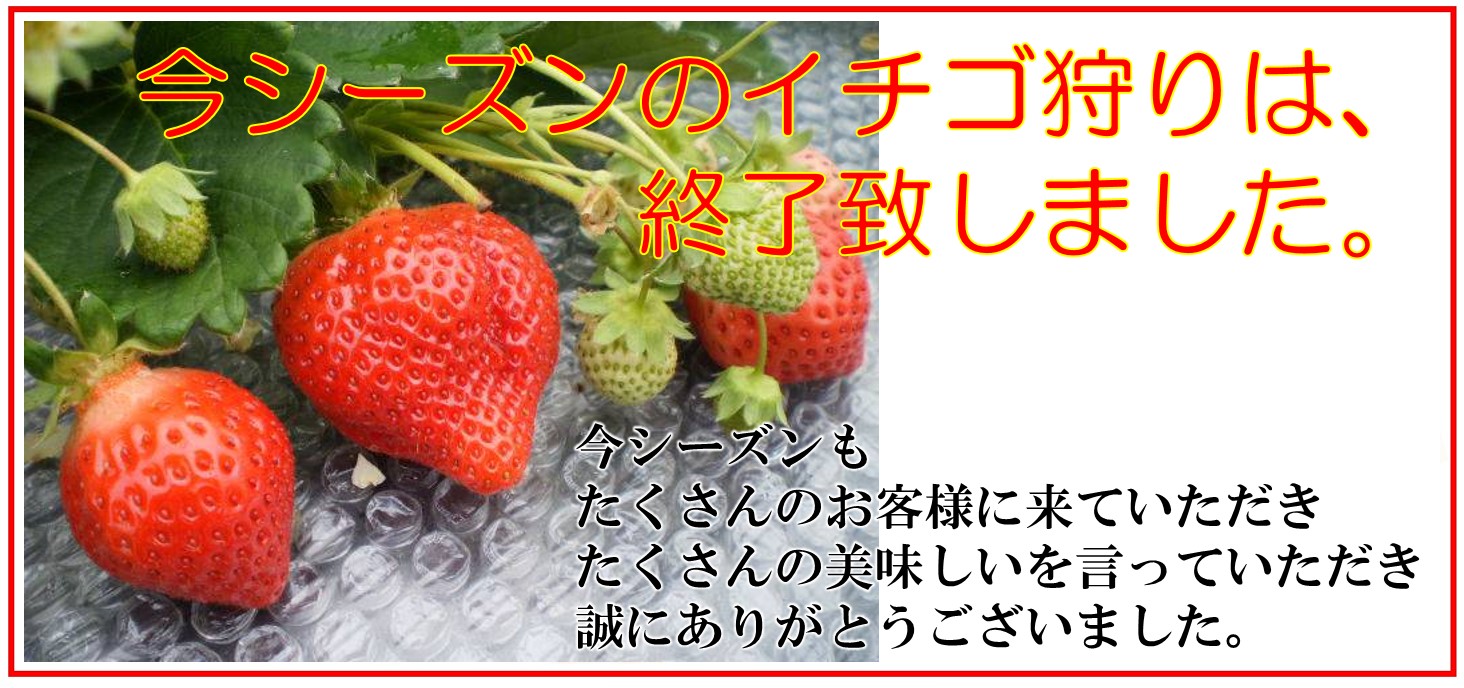 大木町あまおういちご狩り 白苺 White Berry